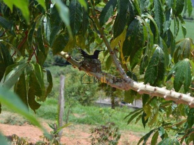 Sítio e chácara venda em Região do Lago, Toledo