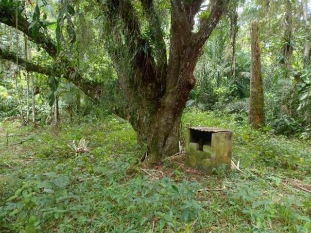 Sítio e chácara venda em Canhembora, Morretes