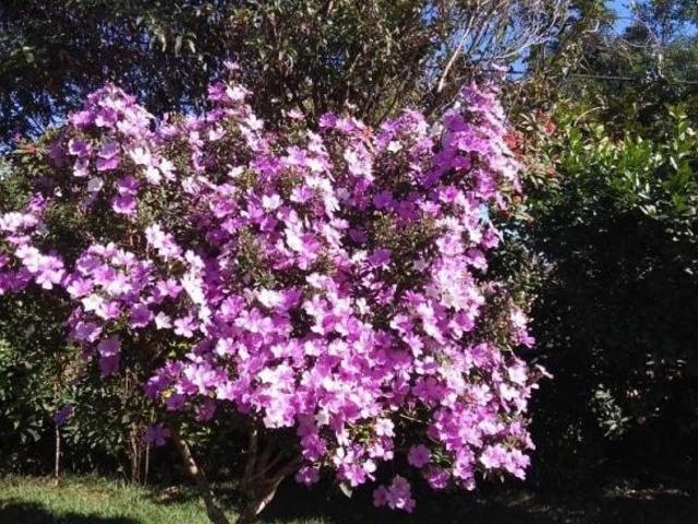 Sítio e chácara venda em Araçoiaba da Serra