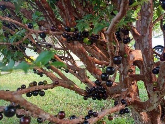 Sítio e chácara venda em Extrema