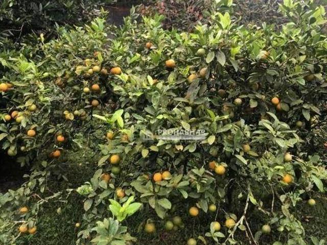 Sítio e chácara venda em São Paulo