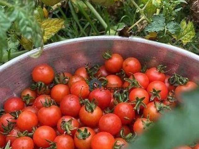 Sítio e chácara venda em Região Imediata de São José dos Campos, Região Metropolitana do Vale do Paraíba e Litoral Norte