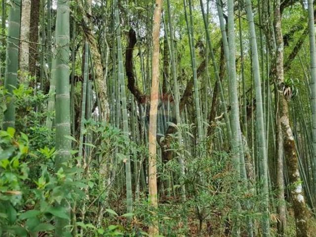 Sítio e chácara venda em Região Geográfica Imediata de Curitiba, Região Metropolitana de Curitiba