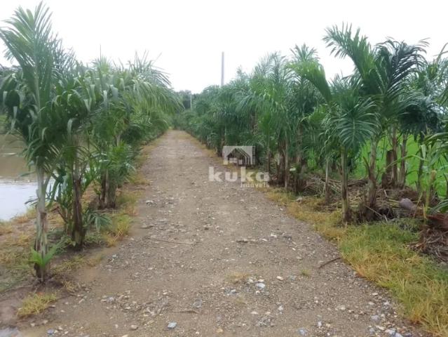 Fazenda venda em Região Geográfica Imediata de Joinville, Massaranduba