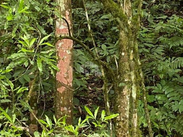 Sítio e chácara venda em Região Geográfica Imediata de Caxias do Sul, Caxias do Sul