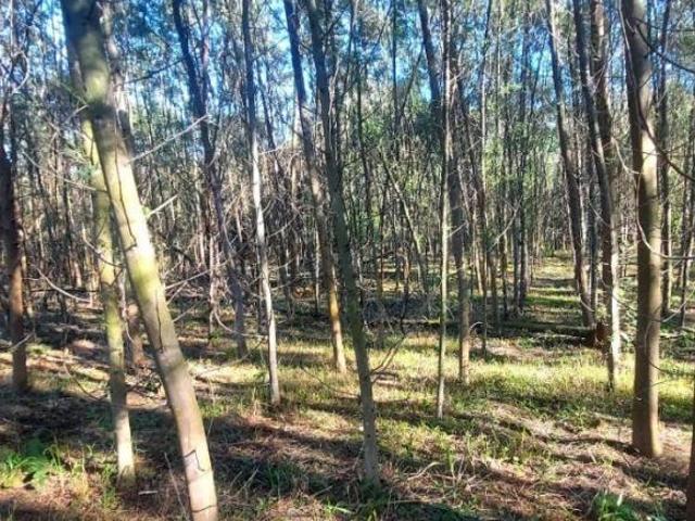 Sítio e chácara venda em Condomínio José Bonifácio, São Francisco de Paula