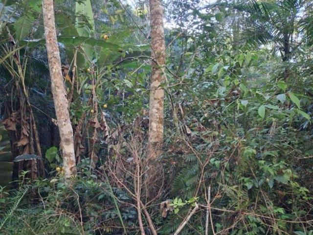 Terreno venda em Vila Buenos Aires, São Paulo