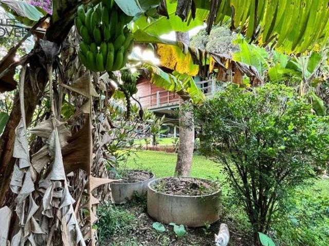 Sítio e chácara venda em Bonfim, Paulínia