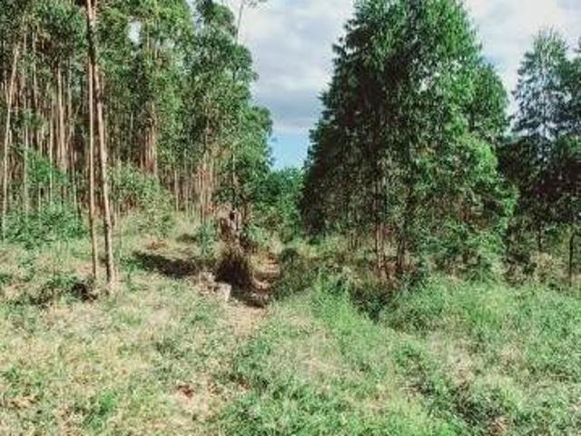 Sítio e chácara venda em Região Geográfica Imediata de Montenegro, Região Metropolitana de Porto Alegre