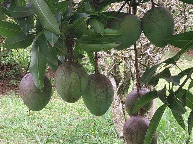 Sítio e chácara venda em Região Imediata de São Paulo, Região Metropolitana de São Paulo