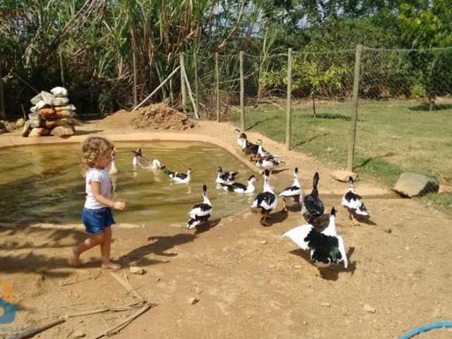 Sítio e chácara venda em Região Geográfica Imediata de Caratinga, Bom Jesus do Galho