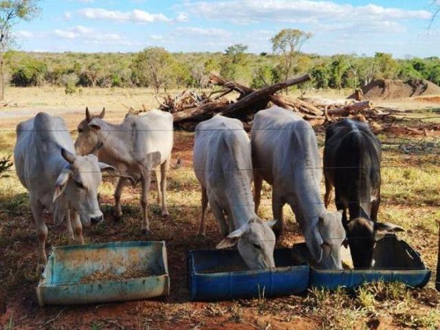 Sítio e chácara venda em Região Geográfica Imediata de Campo Grande, Campo Grande
