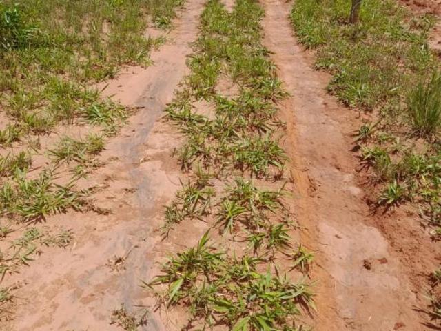 Sítio e chácara venda em Setor Central, Uberlândia