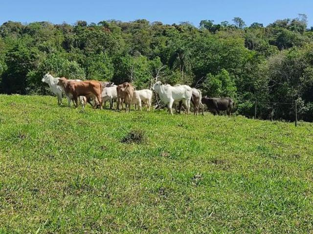 Sítio e chácara venda em Região Imediata de Sorocaba, Região Metropolitana de Sorocaba