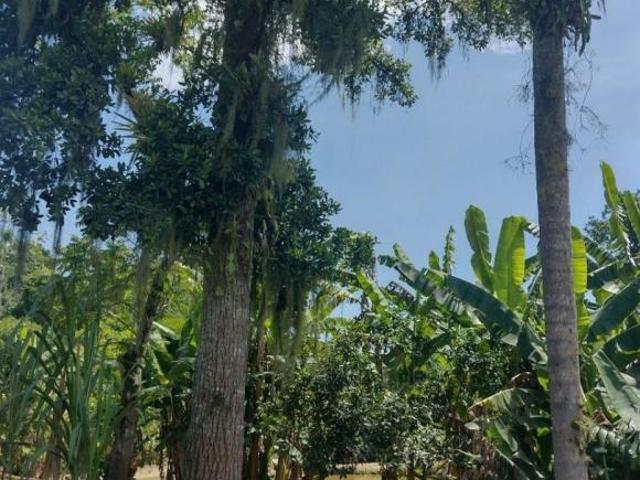 Sítio e chácara venda em Região Geográfica Imediata de Paranaguá, Paranaguá