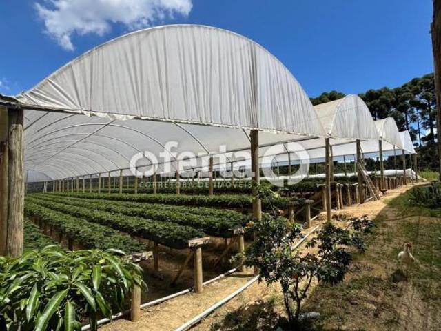 Sitio venda em Araucaria