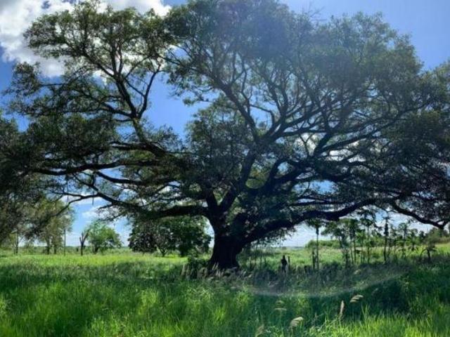 Sítio e chácara venda em Região Imediata de Birigui-Penápolis, Penápolis