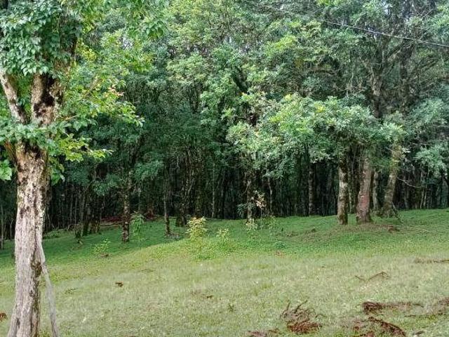 Sítio e chácara venda em Região Geográfica Imediata de Curitiba, Região Metropolitana de Curitiba