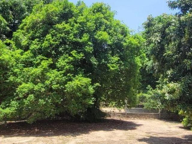 Sítio e chácara venda em Bonfim, Paulínia