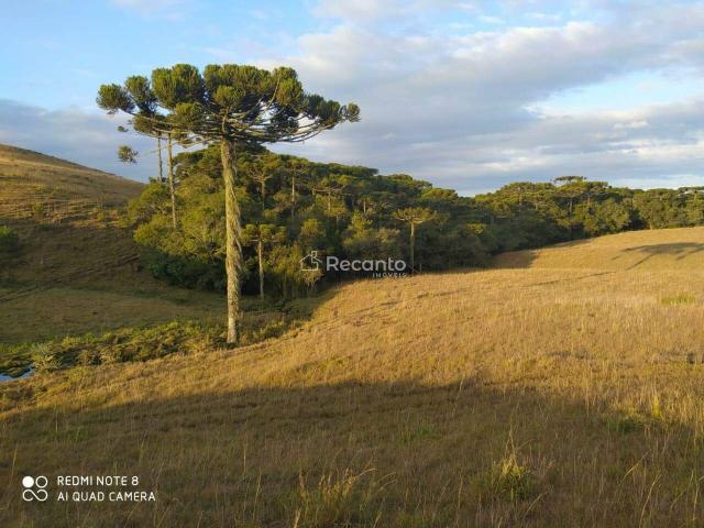 Sítio e chácara venda em Região Geográfica Imediata de Caxias do Sul, São Francisco de Paula