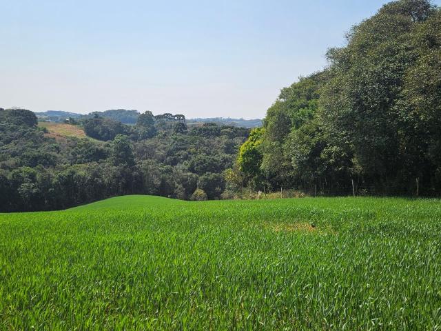 Sítio e chácara venda em Região Geográfica Imediata de Curitiba, Região Metropolitana de Curitiba