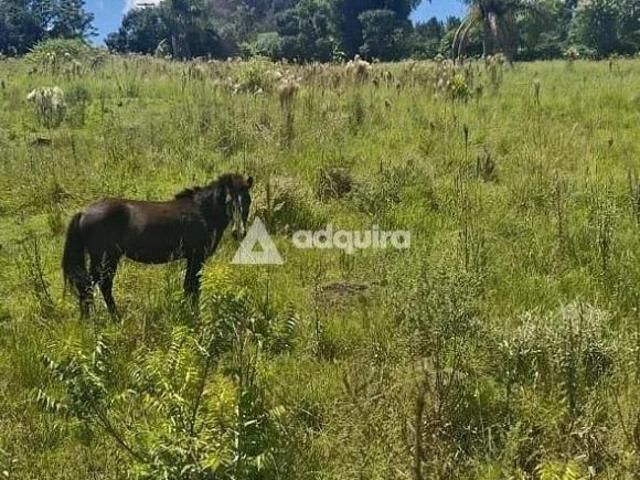Sítio e chácara venda em Colônia, Carambeí