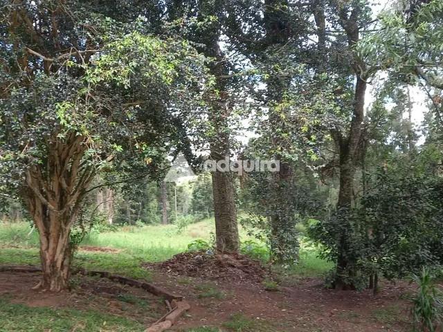 Sítio e chácara venda em Carambeí, Região Geográfica Intermediária de Ponta Grossa