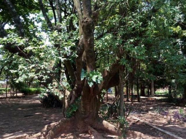 Sítio e chácara venda em Região Imediata de Araçatuba, Araçatuba