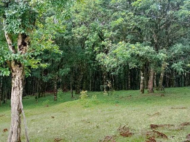 Sítio e chácara venda em Região Geográfica Imediata de Curitiba, Região Metropolitana de Curitiba