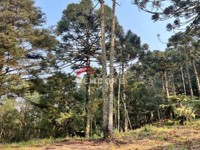 Sítio e chácara venda em Região Geográfica Imediata de Caxias do Sul, São Francisco de Paula