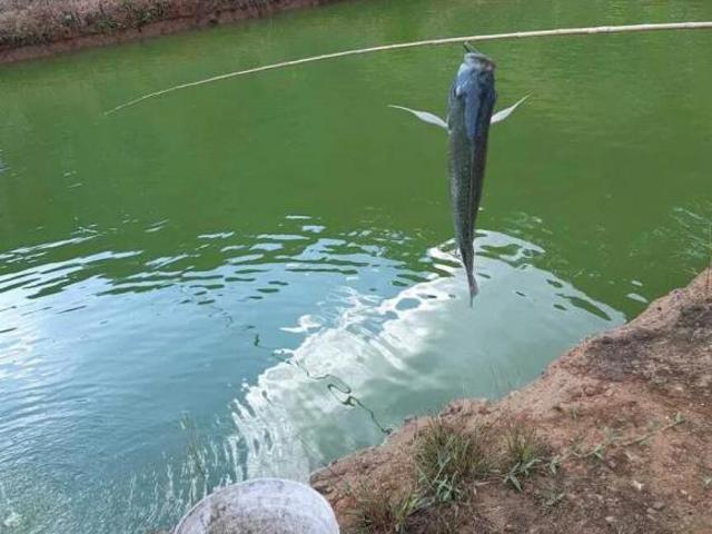 Sítio e chácara venda em Pedro Barros, Miracatu