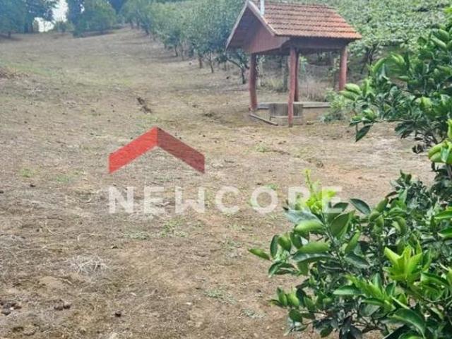 Sítio e chácara venda em Região Geográfica Imediata de Caxias do Sul, Caxias do Sul