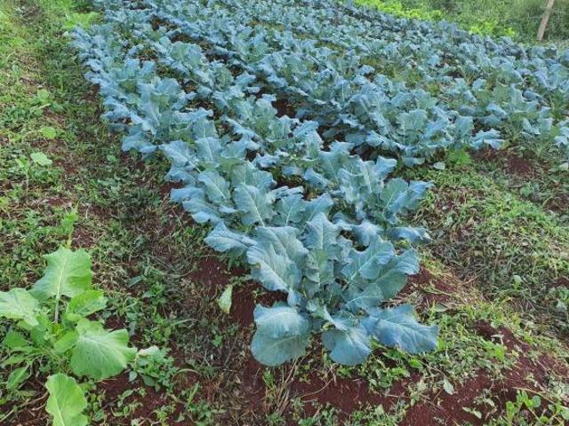 Sítio e chácara venda em Região Geográfica Imediata de Londrina, Londrina