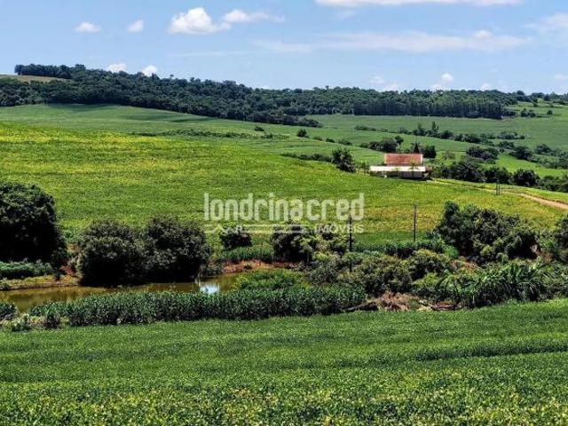 Sítio e chácara venda em Região Geográfica Imediata de Londrina, Londrina