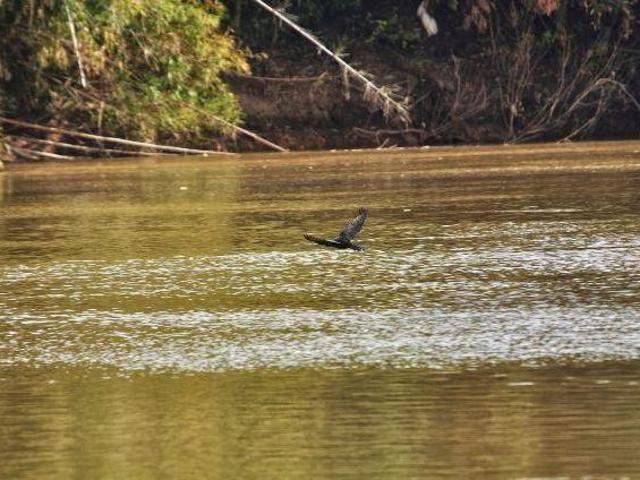 Sítio e chácara venda em Região Geográfica Imediata de Londrina, Jataizinho