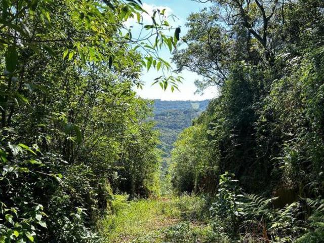 Sítio e chácara venda em Região Geográfica Imediata de Caxias do Sul, Farroupilha