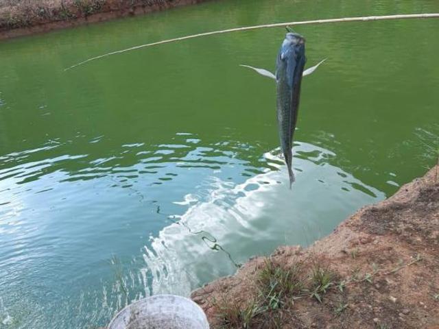 Sítio e chácara venda em Miracatu, São Paulo