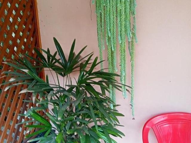 Sítio e chácara venda em Raffo, Suzano