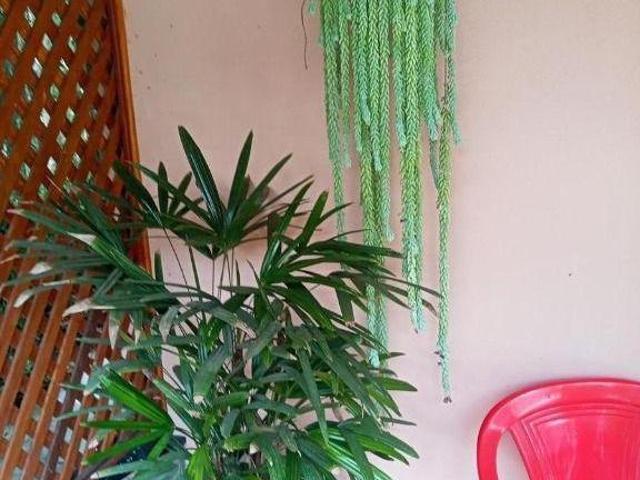 Sítio e chácara venda em Raffo, Suzano