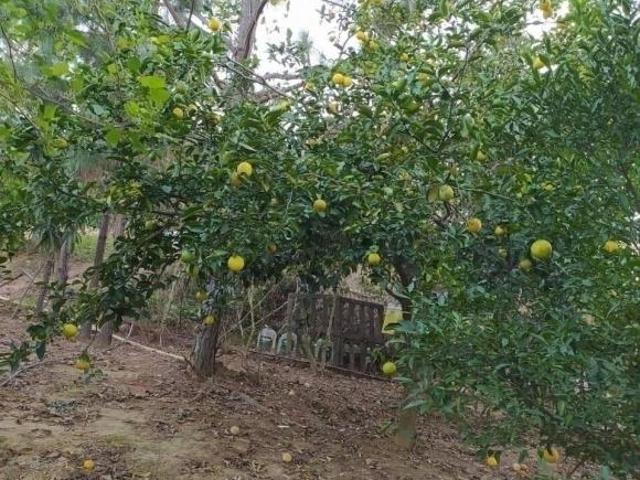 Sítio e chácara venda em Jardim Maria Eugênia, Piedade
