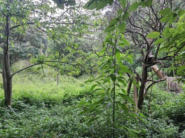 Sítio e chácara venda em Cotia