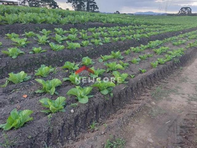 Sítio e chácara venda em Região Geográfica Imediata de Curitiba, Região Metropolitana de Curitiba