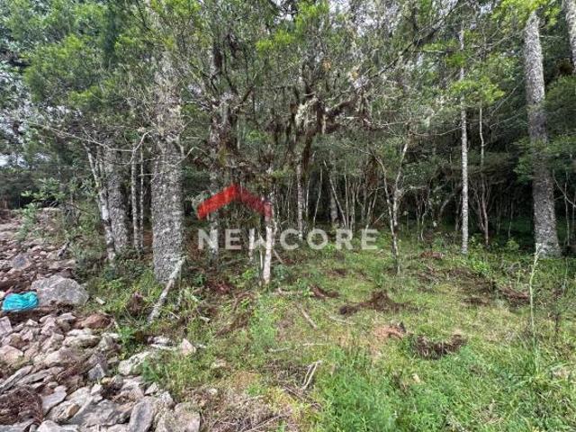 Sítio e chácara venda em Região Geográfica Imediata de Caxias do Sul, São Francisco de Paula
