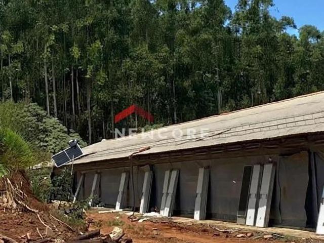 Sítio e chácara venda em Tamarana, Região Geográfica Intermediária de Londrina