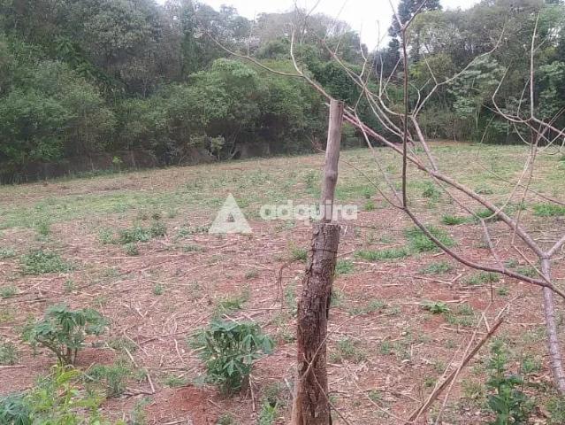 Sítio e chácara venda em Região Geográfica Imediata de Telêmaco Borba, Tibagi