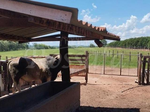 Sítio e chácara venda em Região Imediata de Santa Fé do Sul, Três Fronteiras