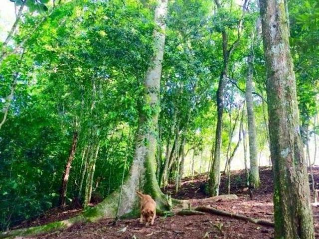 Sítio e chácara venda em Região Imediata de Santos, Pedro de Toledo