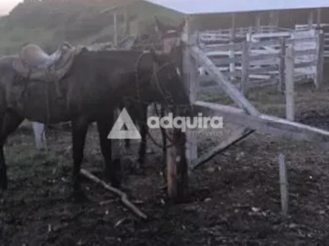 Sítio e chácara venda em Região Geográfica Imediata de Ivaiporã, Cândido de Abreu