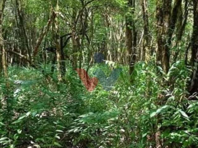 Sítio e chácara venda em Região Geográfica Imediata de Curitiba, Região Metropolitana de Curitiba