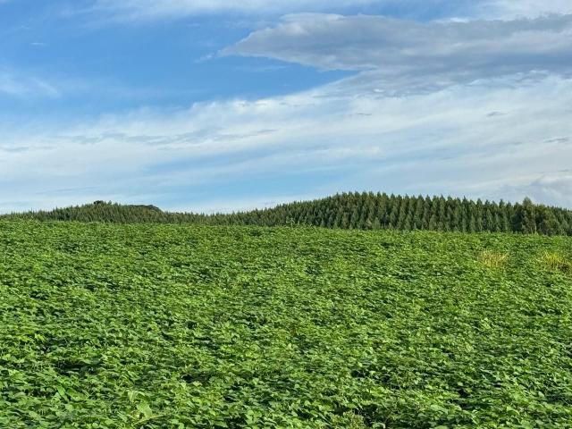 Sítio e chácara venda em Região Geográfica Imediata de Curitiba, Região Metropolitana de Curitiba